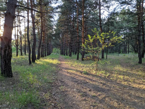 Краєвид Лісом Заході Сонця Соснові Дерева Красиве Небо — стокове фото