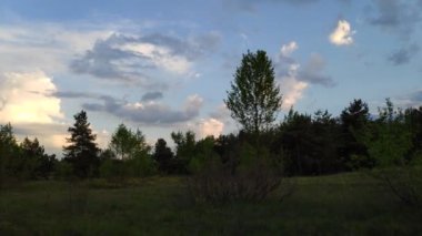 Gün batımında orman manzarası. Çam ağaçları ve güzel gökyüzü