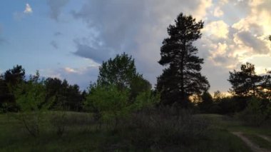 Gün batımında orman manzarası. Çam ağaçları ve güzel gökyüzü
