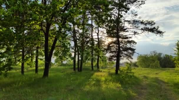paysage avec une forêt au coucher du soleil. pins et beau ciel 