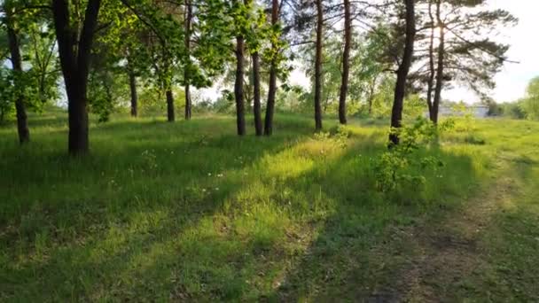 paysage avec une forêt au coucher du soleil. pins et beau ciel 