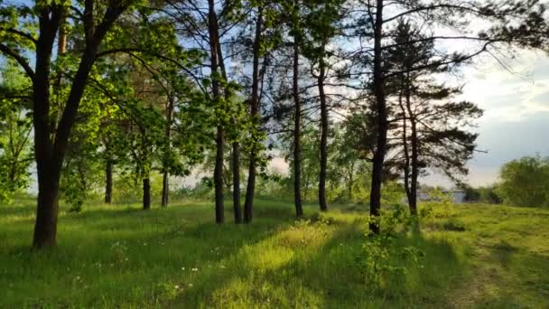 paysage avec une forêt au coucher du soleil. pins et beau ciel 