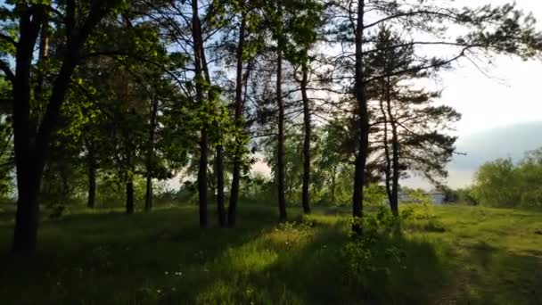 paysage avec une forêt au coucher du soleil. pins et beau ciel 