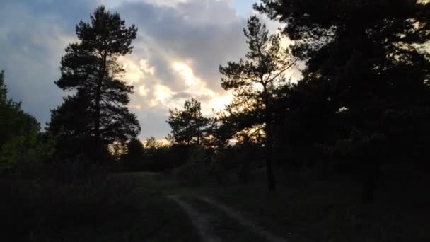 Krajobraz Lasem Zachodzie Słońca Sosny Piękne Niebo — Wideo stockowe