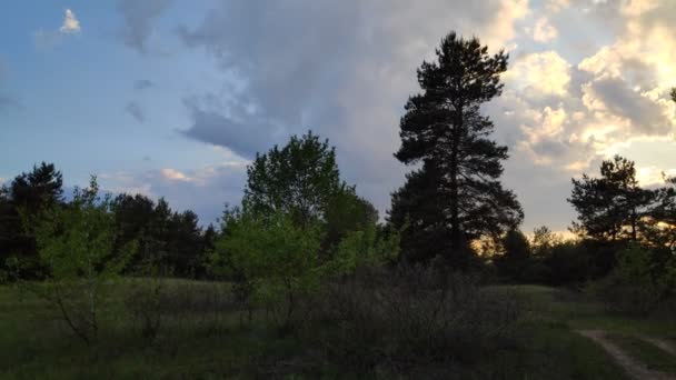 Gün Batımında Orman Manzarası Çam Ağaçları Güzel Gökyüzü — Stok video