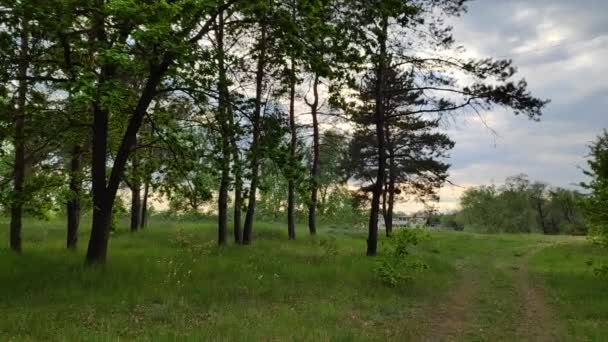 paysage avec une forêt au coucher du soleil. pins et beau ciel 