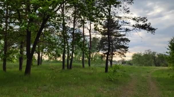 Paisaje Con Bosque Atardecer Pinos Hermoso Cielo — Vídeo de stock