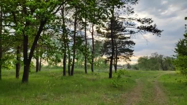 Landskap Med Skog Vid Solnedgången Tall Träd Och Vacker Himmel — Stockvideo