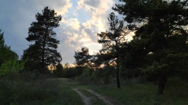 Paisagem Com Uma Floresta Pôr Sol Pinheiros Céu Bonito — Vídeo de Stock