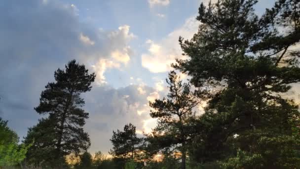 Paisagem Com Uma Floresta Pôr Sol Pinheiros Céu Bonito — Vídeo de Stock