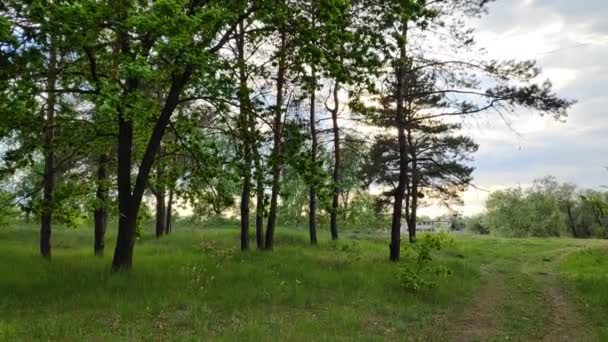 Krajina Lesem Při Západu Slunce Borovice Krásná Obloha — Stock video