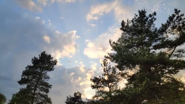 Τοπίο Δάσος Ηλιοβασίλεμα Πεύκα Και Όμορφος Ουρανός — Αρχείο Βίντεο
