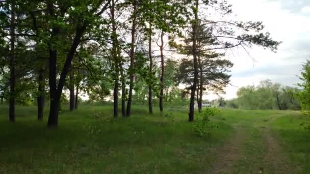 Krajina Lesem Při Západu Slunce Borovice Krásná Obloha — Stock video