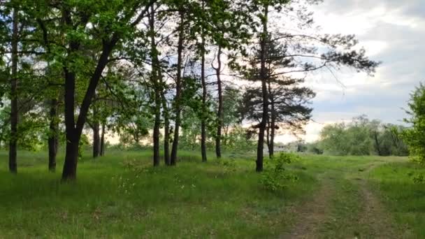 日没の森の風景 松の木と美しい空 — ストック動画