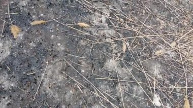 Yanmış ot. siyah yanmış toprak