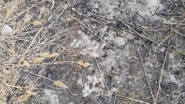 烧焦的草黑色焚化地面 — 图库视频影像