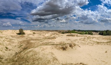 Yukarıdan gelen çöl. Çöl kumları ve ağaçlar