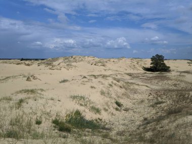 Yukarıdan gelen çöl. Çöl kumları ve ağaçlar