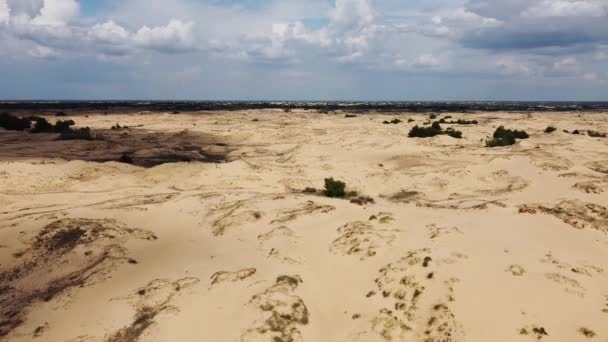 Desierto Desde Arriba Arenas Árboles Desérticos — Vídeos de Stock