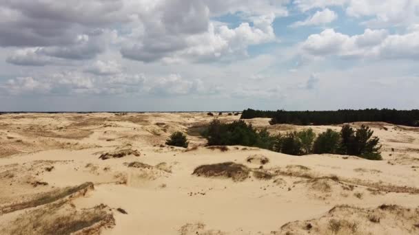 Desierto Desde Arriba Arenas Árboles Desérticos — Vídeos de Stock