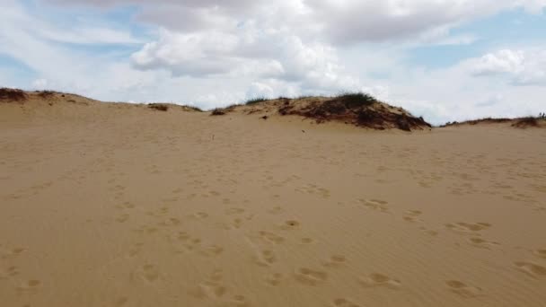 Desierto Desde Arriba Arenas Árboles Desérticos — Vídeo de stock