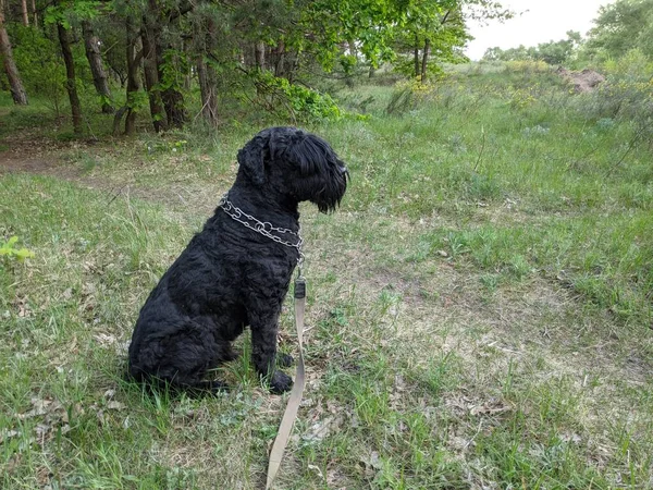 Big black dog in nature. black terrier