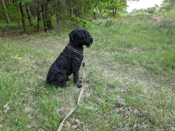 Gran Perro Negro Naturaleza Terrier Negro —  Fotos de Stock