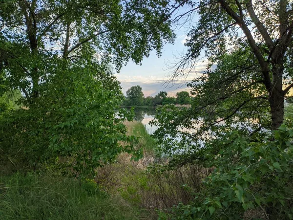 Красиве Зелене Листя Листя Тополя — стокове фото