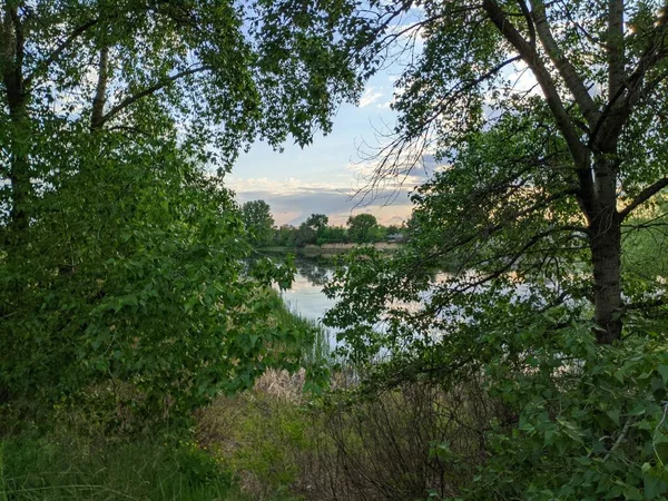 Красиве Зелене Листя Листя Тополя — стокове фото