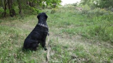 Doğadaki büyük siyah köpek. Siyah Teriyer