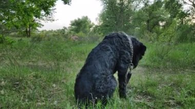 Doğadaki büyük siyah köpek. Siyah Teriyer