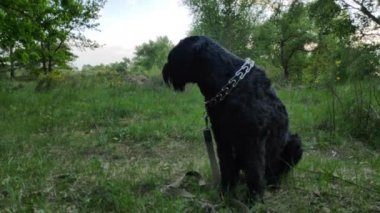 Doğadaki büyük siyah köpek. Siyah Teriyer