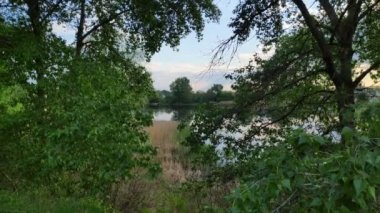 Güzel yeşil yapraklar. kavak yaprakları