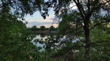 Güzel yeşil yapraklar. kavak yaprakları