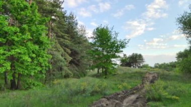 Güzel yeşil yapraklar. kavak yaprakları