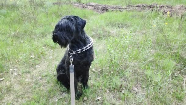 Big Black Dog Nature Black Terrier — Stock Video