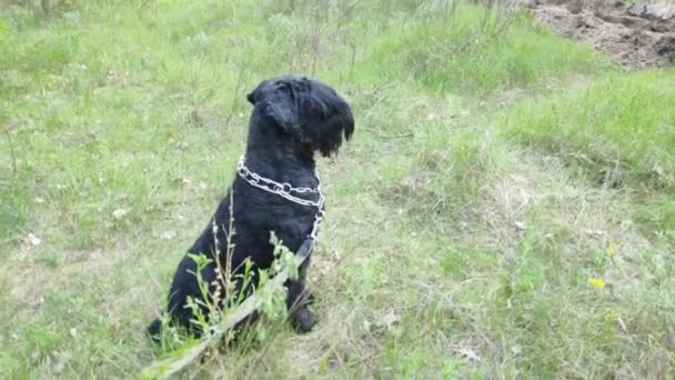 自然の中で大きな黒い犬 ブラック テリア — ストック動画