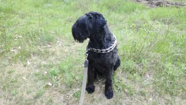 Big Black Dog Nature Black Terrier — Stock Video