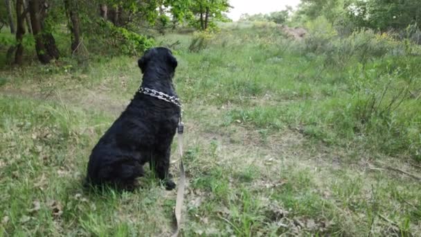 Nagy Fekete Kutya Természetben Fekete Terrier — Stock videók