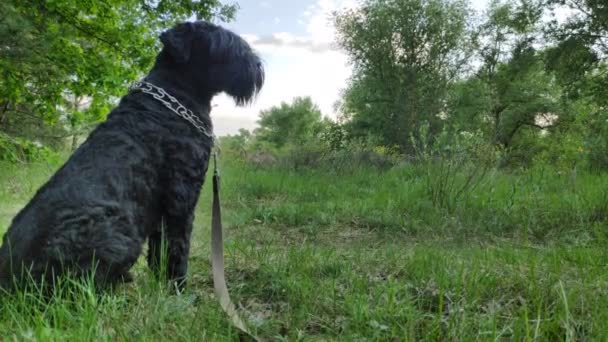 Wielki Czarny Pies Naturze Czarny Terrier — Wideo stockowe