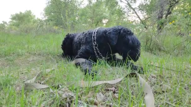 Wielki Czarny Pies Naturze Czarny Terrier — Wideo stockowe