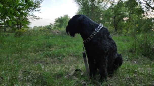 Stor Svart Hund Naturen Svart Terrier — Stockvideo