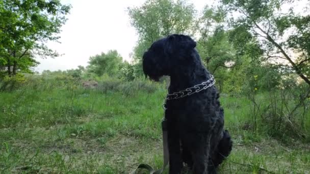 Stor Svart Hund Naturen Svart Terrier — Stockvideo