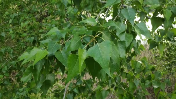 Belles Feuilles Vertes Feuilles Peuplier — Video