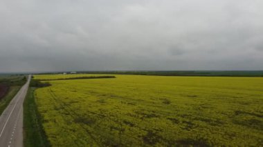 Güzel sarı tarla. Alanlı manzara