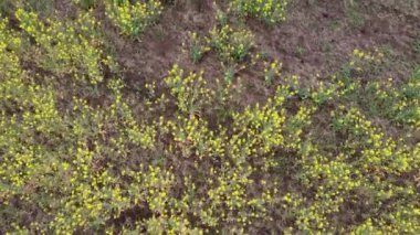 Güzel sarı tarla. Alanlı manzara