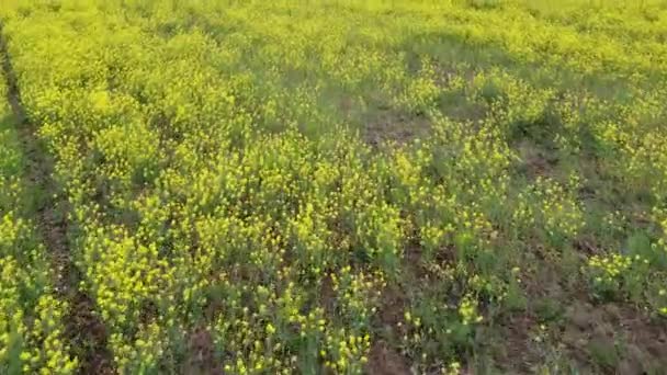 Lapangan Kuning Yang Indah Lansekap Dengan Field — Stok Video
