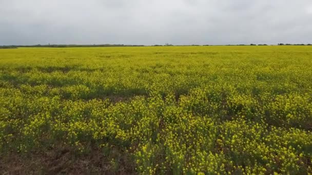 美しい黄色のフィールド 畑の風景 — ストック動画