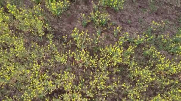 Schönes Gelbes Feld Landschaft Mit Feld — Stockvideo