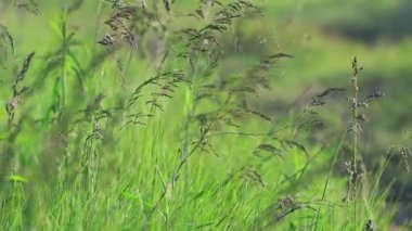 Rüzgarda güzel yeşil çimenler